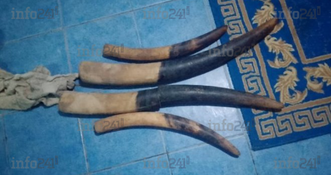 Braconnage : trois trafiquants interpellés à Kango avec des pointes d’ivoire et des armes de chasse
