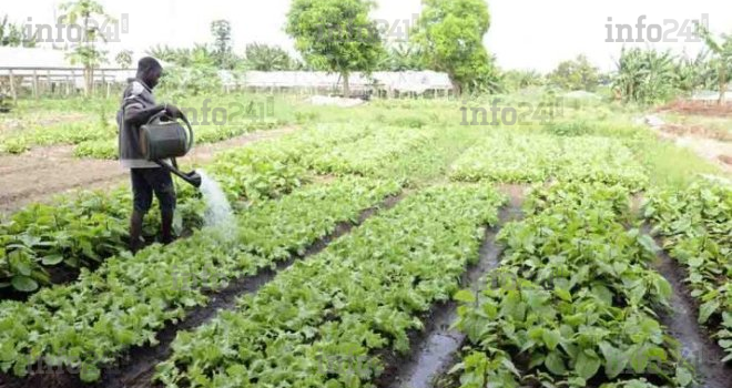 La Banque mondiale et la FAO au chevet du Gabon pour son recensement agricole