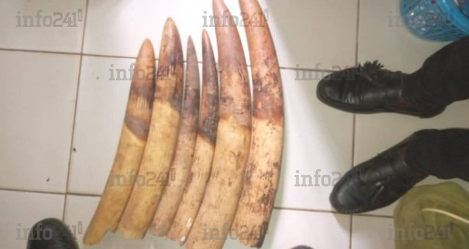  Oyem&nbsp;: 3 hommes épinglés avec six pointes d’ivoire devant la justice gabonaise ce vendredi