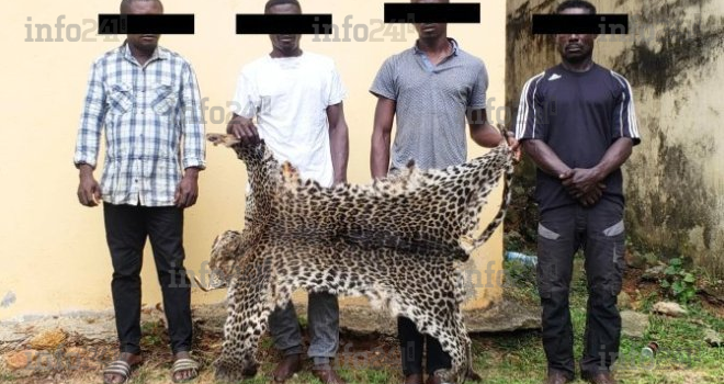 Lambaréné&nbsp;: 4 braconniers appréhendés avec 10 défenses d’ivoire et une peau de panthère