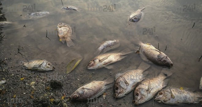 Les carpes mortes de Lambaréné victimes d’une bactérie présente dans l’Ogooué&nbsp;!