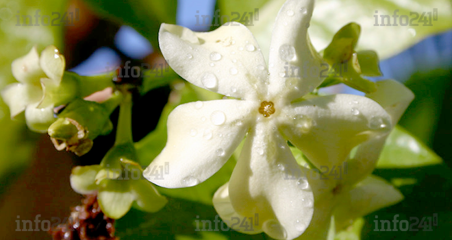 Sao-Tomé&nbsp;: le Voacanga africana, une plante aux multiples propriétés thérapeutiques&nbsp;!