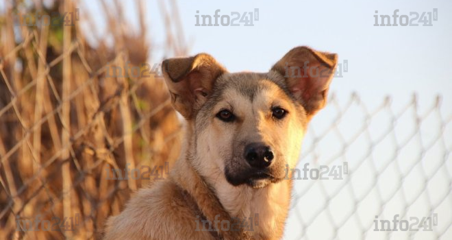 CBD pour chien&nbsp;: quels sont les bienfaits&nbsp;?