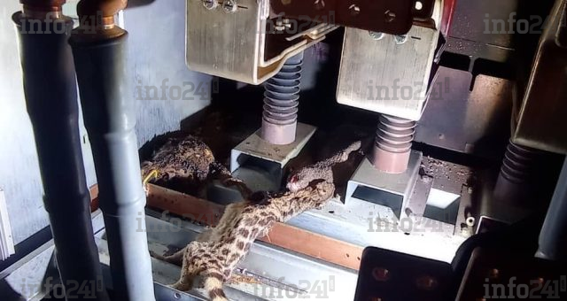 Des corps étrangers à l’origine d’une énième coupure d’électricité à Libreville et Akanda