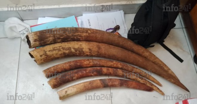 Trafic de faune à Port-Gentil : trois présumés braconniers arrêtés avec cinq pointes d’ivoire