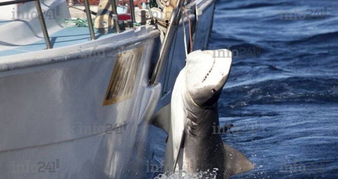 Pêche illicite&nbsp;: le programme de coopération technique de la FAO  à la rescousse du Gabon 