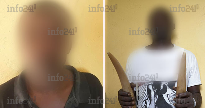 Lambaréné&nbsp;: Un gabonais et son complice ghanéen interpellés pour trafic d’ivoire